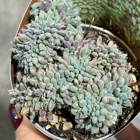 Эхеверия Сетоза Рунделли Кристата d7