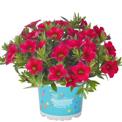 19149 Калибрахоа ALOHA KONA CHERRY RED (ВЕСНА 2025)