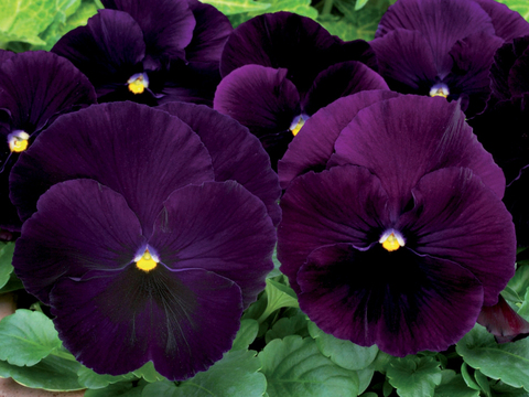 S2510 Виола крупноцветковая Matrix Purple 5шт.