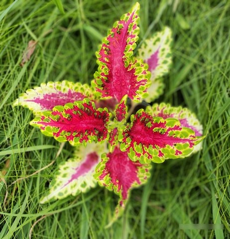 Optic Illusion колеус