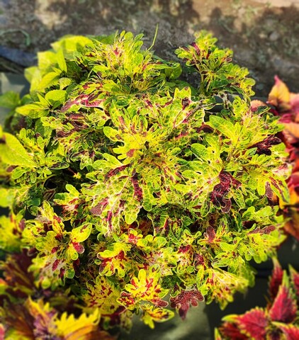 Campanella Тай колеус КСР