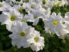 Петуния крупноцветковая белая