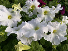 Петуния крупноцветковая белая