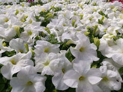 Петуния крупноцветковая белая