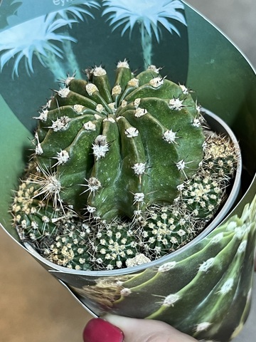 Эхинопсис Эрье d7