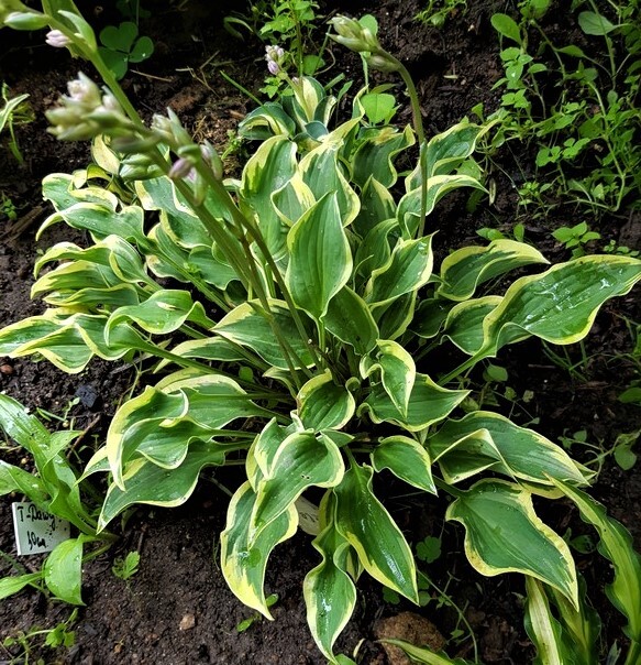 Хоста хионеа. Питания для хоста. Хоста после дождя. Хоста бетси кинг. Хоста прогноз на 14 дней.