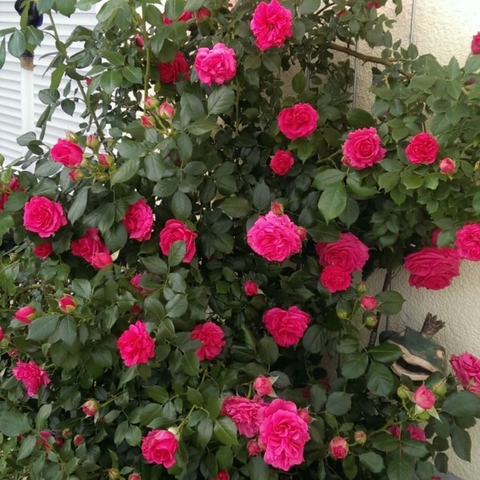 Маритим (Maritim)