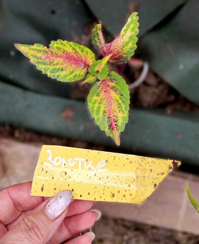 Золотце колеус