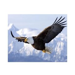 
          Картина по номерам Alingar, 40х50 см, 22 цвета,с акриловыми красками, холст, "Орел"