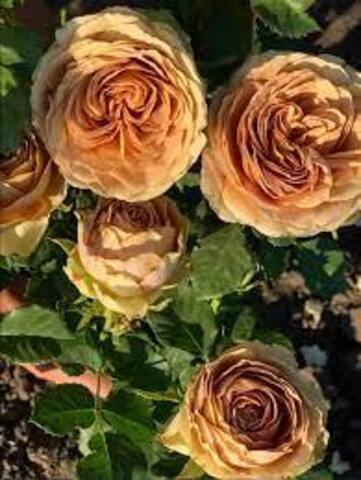 Тедди(Teddy’s)