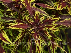 Chipotle колеус КСР