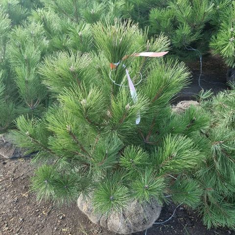 Сосна черная | Pinus nigra 80-100 см