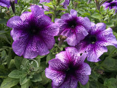 Петуния крупноцветковая синяя с прожилками