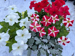 Комплект № 1 (бело-красный)