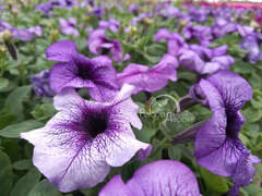 Петуния крупноцветковая синяя с прожилками