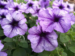 Петуния крупноцветковая синяя с прожилками