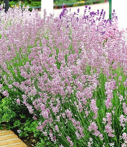 S4411 Лаванда Ellagance Pink 5 шт.