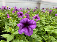 Петуния крупноцветковая синяя с прожилками