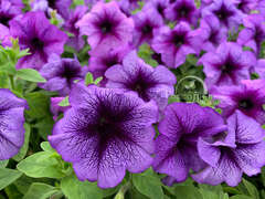 Петуния крупноцветковая синяя с прожилками
