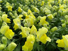 Львиный зев желтый