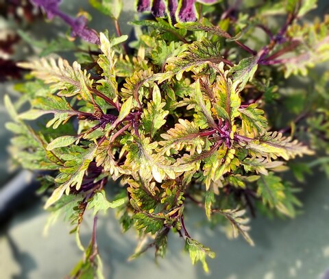 Angel Gold Тай колеус КСР