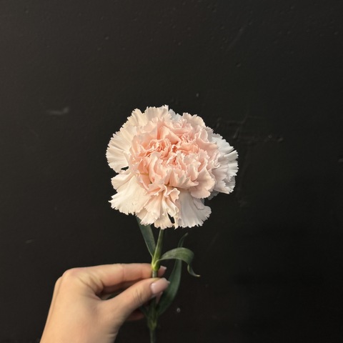 Гвоздика светло-розовая 60 см 1 шт