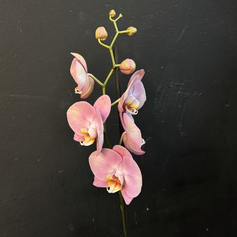 Орхидея одноствольная розовая