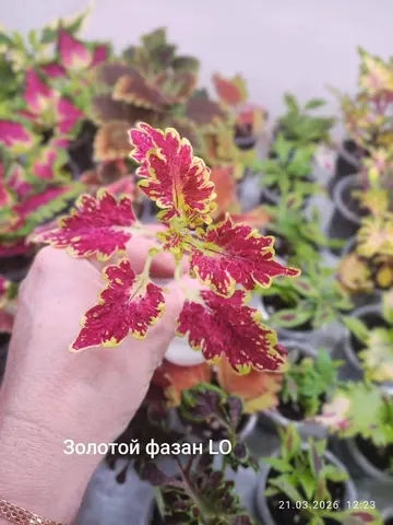Золотой Фазан LO