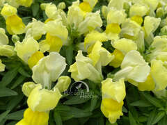 Львиный зев желтый