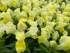 Львиный зев желтый