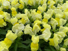 Львиный зев желтый