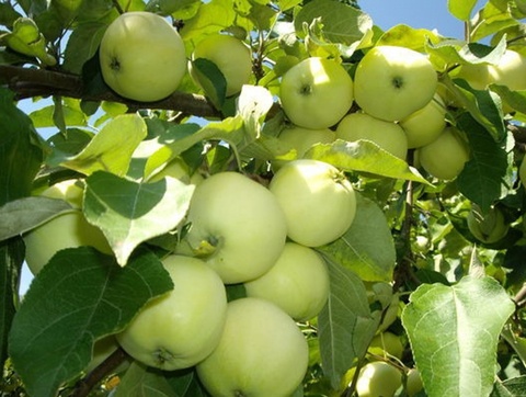 Яблоня Белый налив саженцы купить в питомнике растений СПб недорого