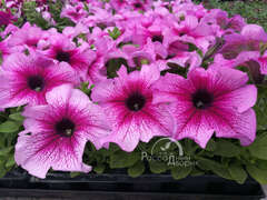 Петуния крупноцветковая сливовая с прожилками