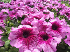 Петуния крупноцветковая сливовая с прожилками