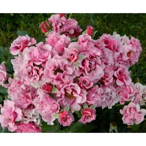 Санта Барбара (Santa Barbara)