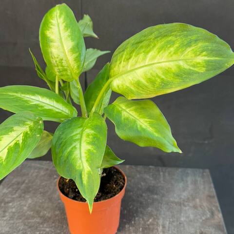 Диффенбахия (Dieffenbachia)