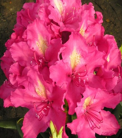 Рододендрон гибридный Ян III Собеский