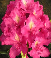 Рододендрон гибридный Ян III Собеский