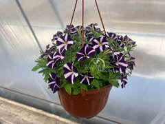 Петуния Amore Purple в кашпо