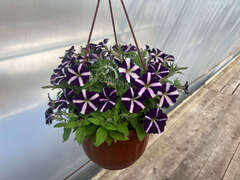 Петуния Amore Purple в кашпо