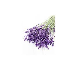 Эфирное масло Лаванды настоящей (Lavender Vraie) - 30 мл. Compagnie des Sens