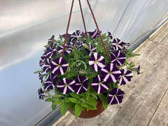Петуния Amore Purple в кашпо