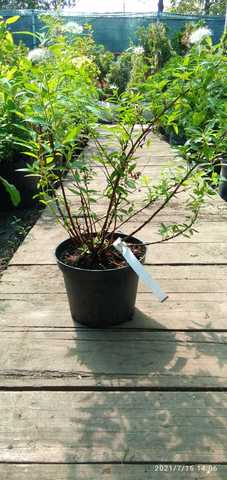 генпей спирея недорого