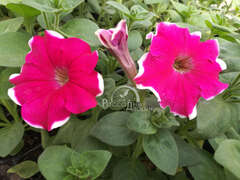 Петуния крупноцветковая розовая с белой каймой