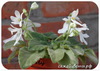 Фиалка, Lunar Lily White (J.Dates)