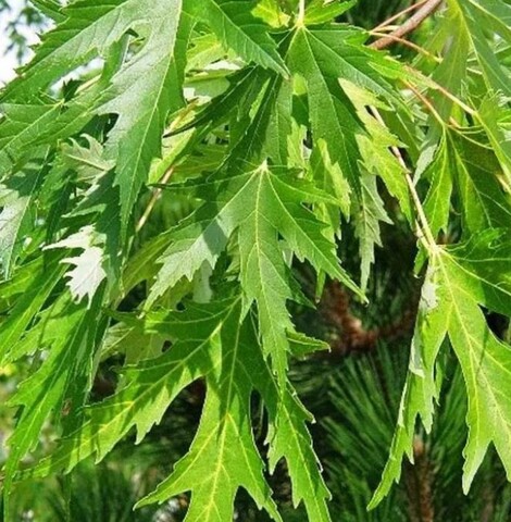 Клен Виери Лациниатум