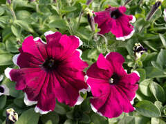 Петуния крупноцветковая бургунди с белой каймой