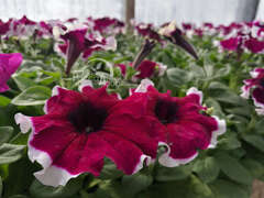 Петуния крупноцветковая бургунди с белой каймой
