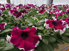 Петуния крупноцветковая бургунди с белой каймой