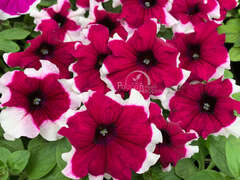 Петуния крупноцветковая бургунди с белой каймой